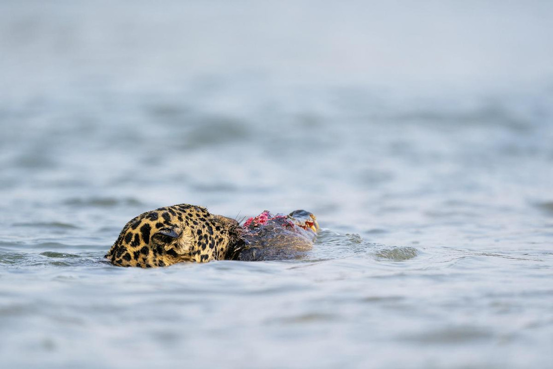 Jaguar swims with caiman kill