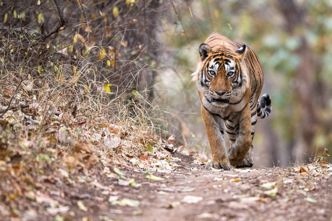 Bengal tiger approaches