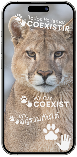 Example of an iPhone showing Panthera branded Giphy stickers