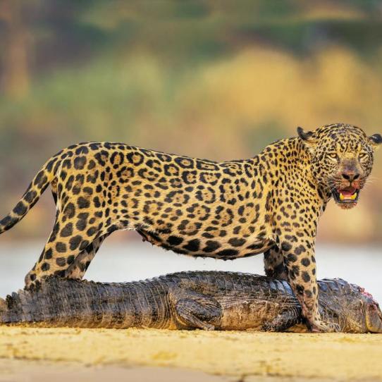 Jaguar and caiman