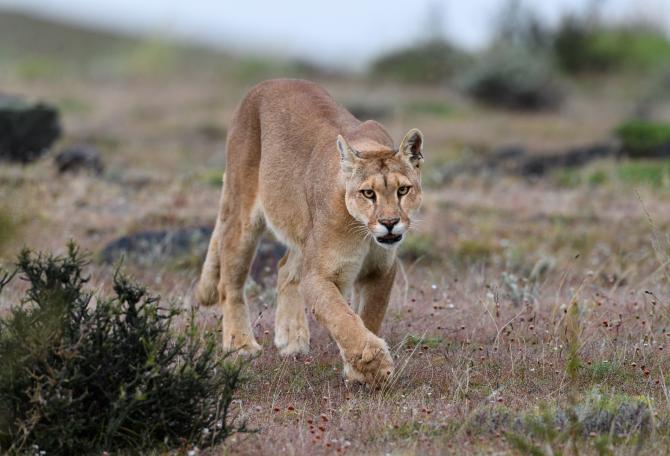Female puma (Puma concolor) (southern subspecies Puma concolor puma) (in N. America, cougar or mountain lion) on private ranch land (Estancia Amarga) on the outskirts of Torres del Paine National Park, Patagonia, Chile.