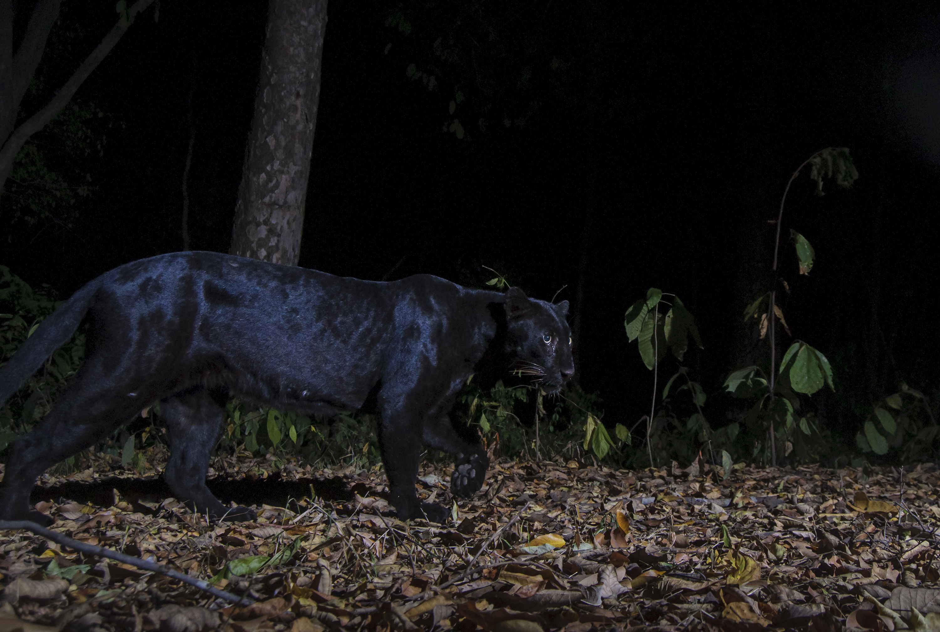 A black leopard in Thailand