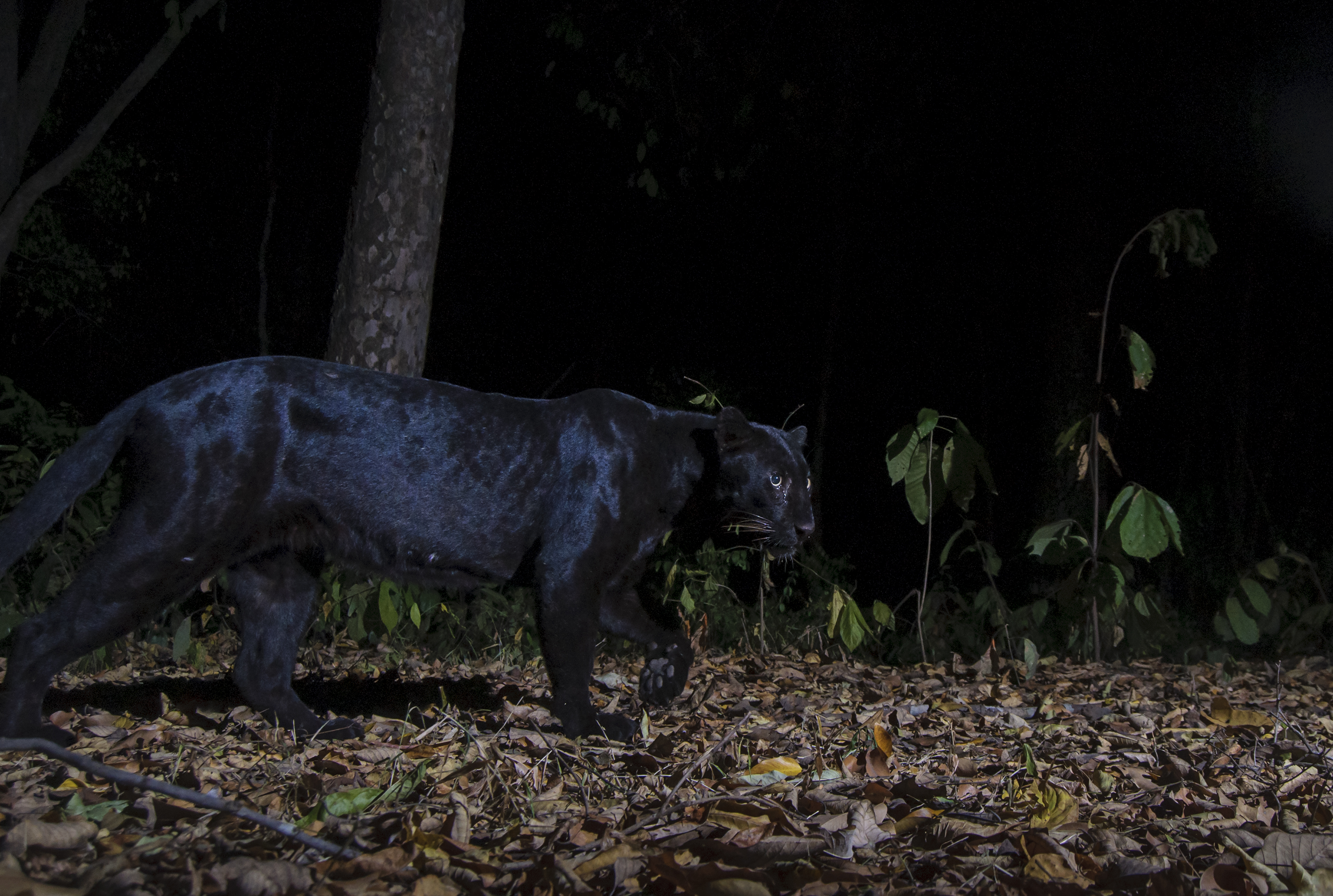 African Lion VS Black Panther( Black Jaguar and leopard) Which one