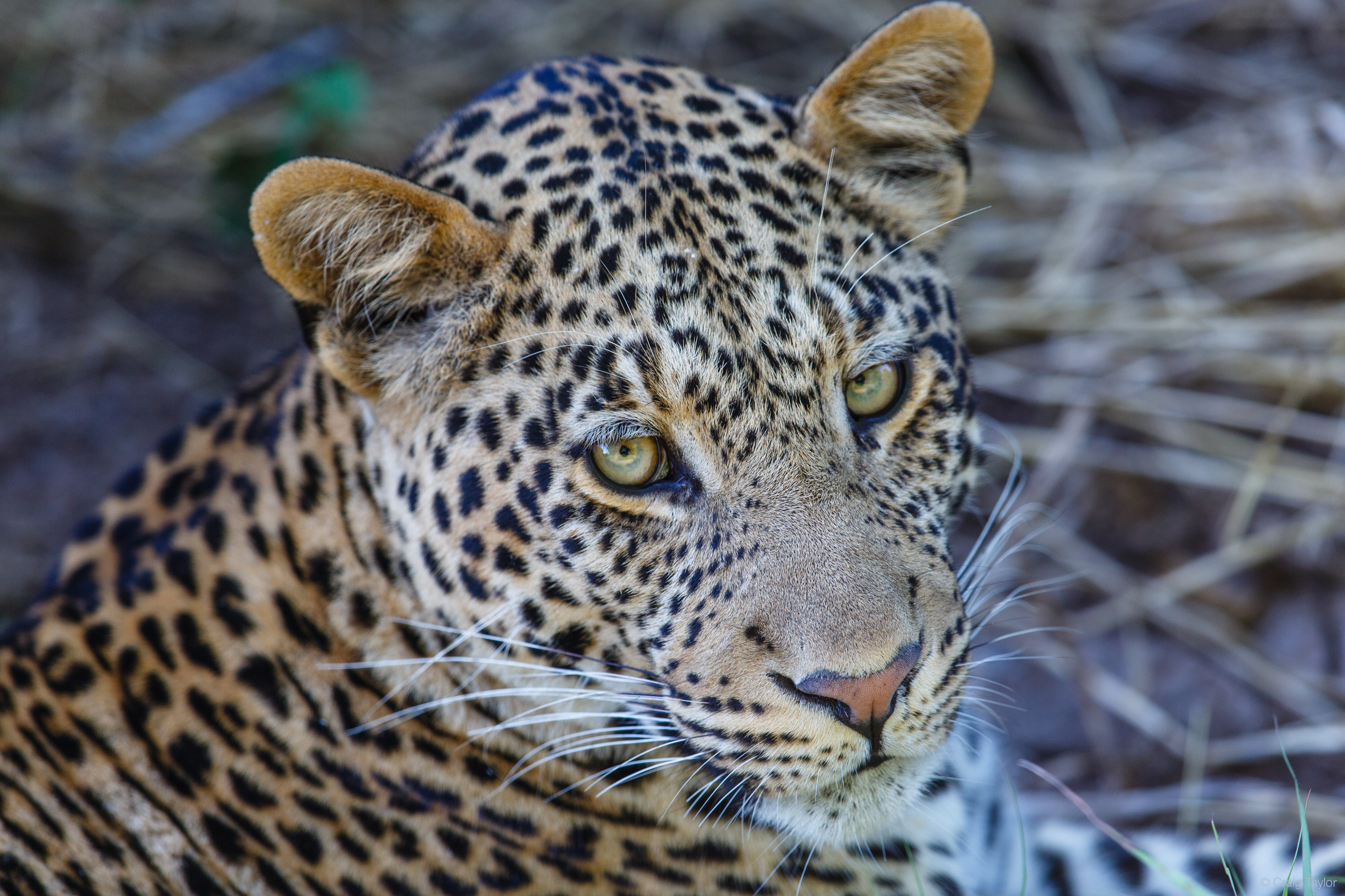 "Leopard looking back at camera"