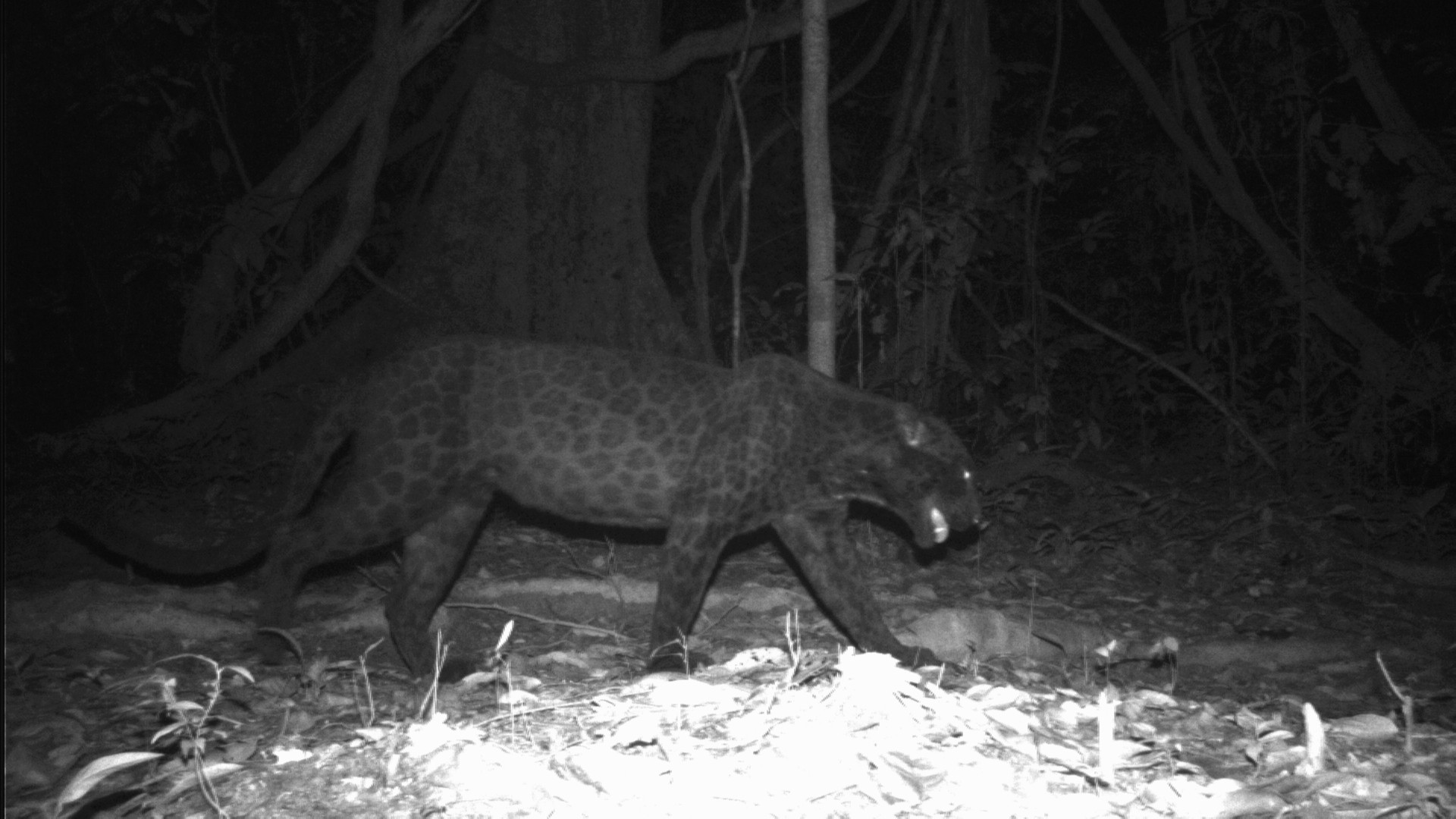 Black Leopards in India I Myths around Black Panther