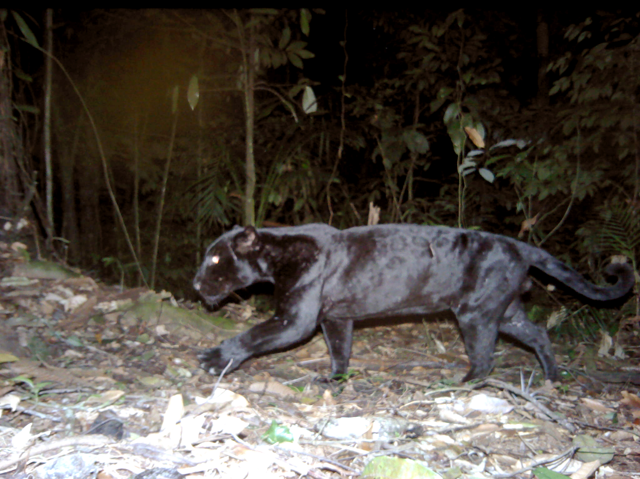 What is a Black Panther? A Comic Book Hero—and a Kind of Big Cat