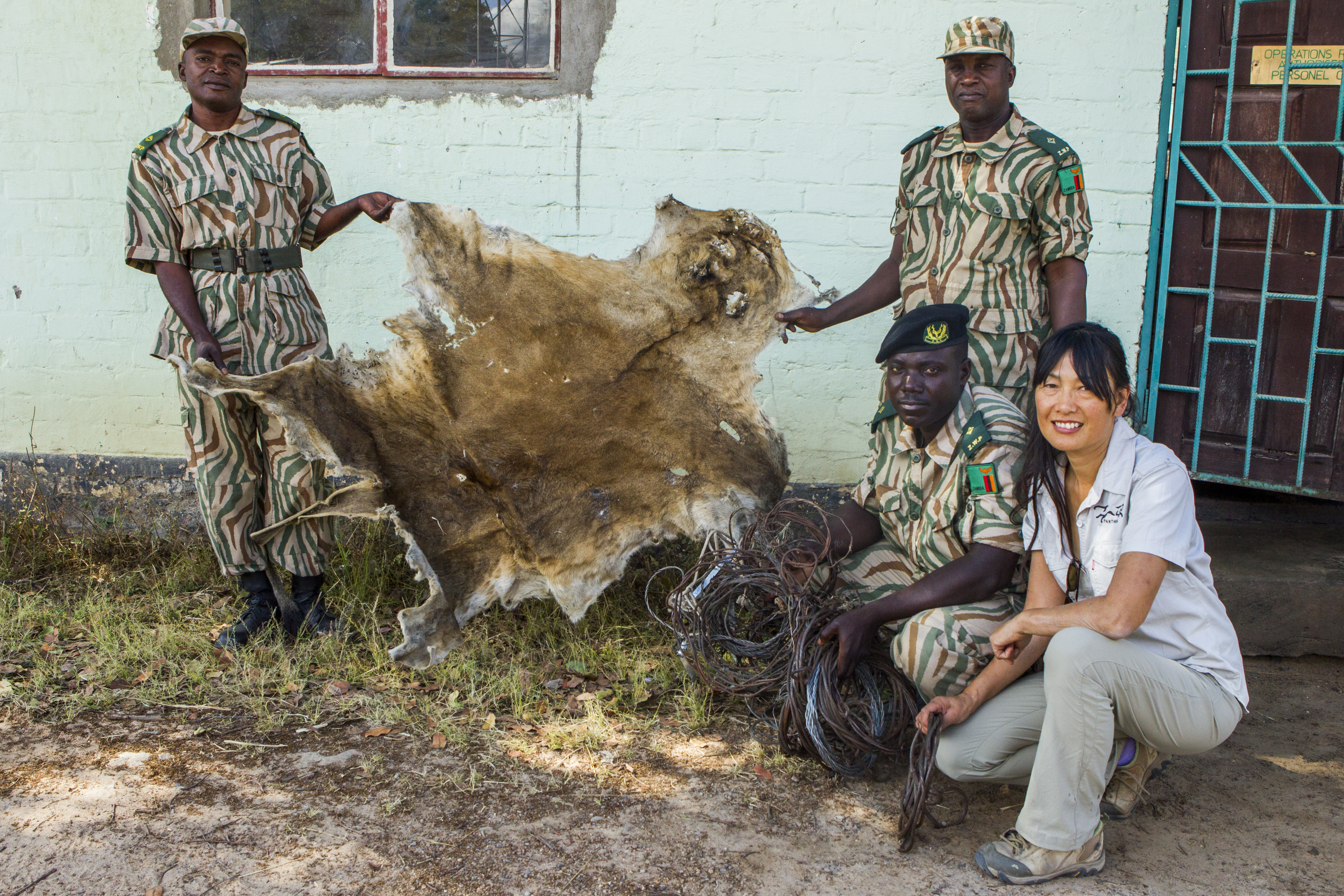 "African Lion (Panthera leo) biologist, KIm Young-Overton, with anti-poaching commanders who confiscated lion skin and snares used by poacher, Kafue National Park, Zambia"