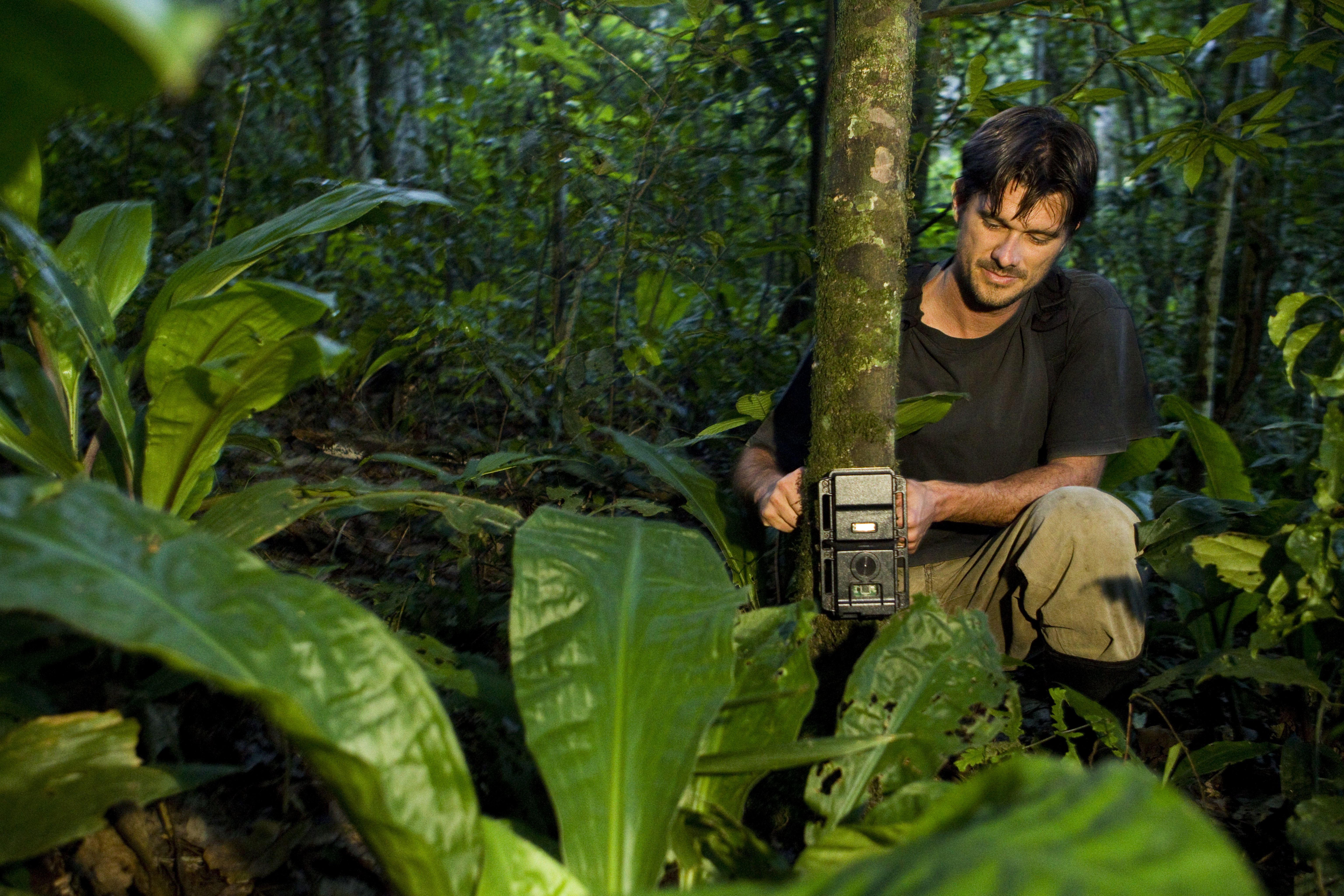 "African Golden Cat researcher, David Mills, placing camera trap on tree, Kibale National Park, western Uganda"