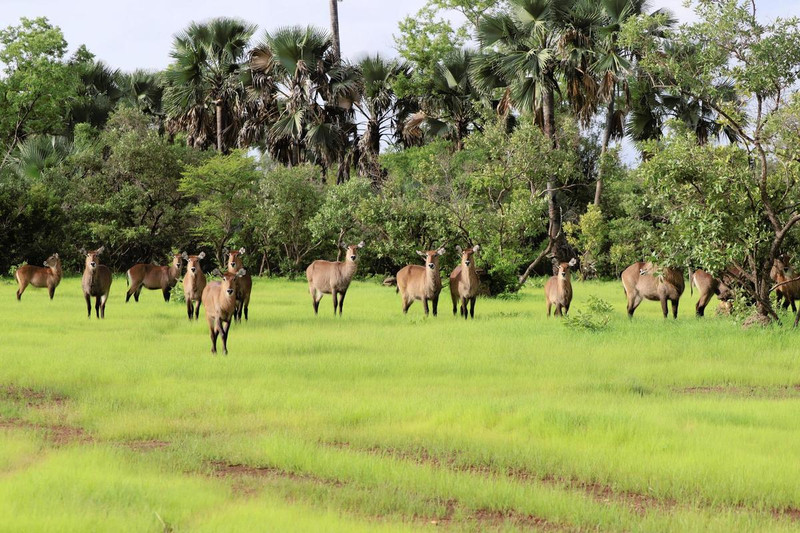 Common antelopes in Senegal