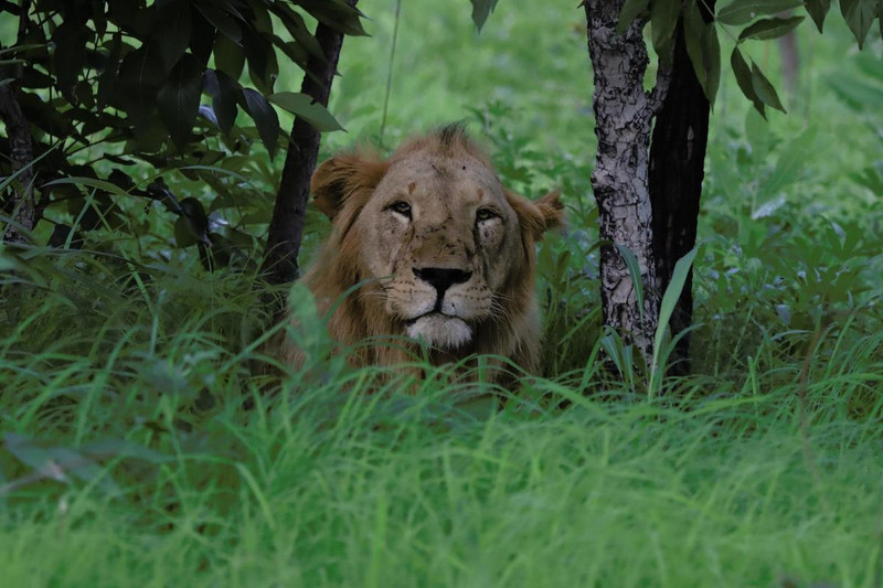 A Senegal lion sitting in tall grass