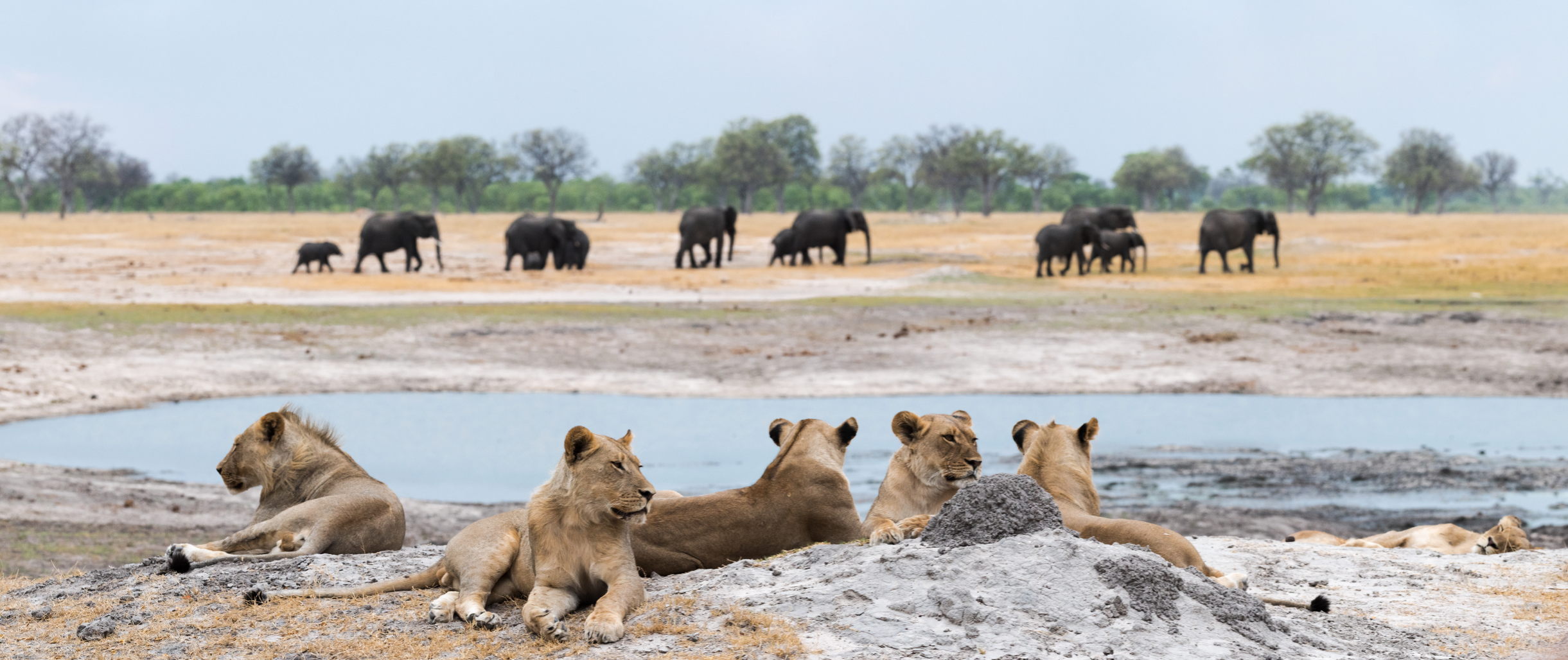 "Herd of elephants in the distance with a pack of lions sitting and observing from a distance"