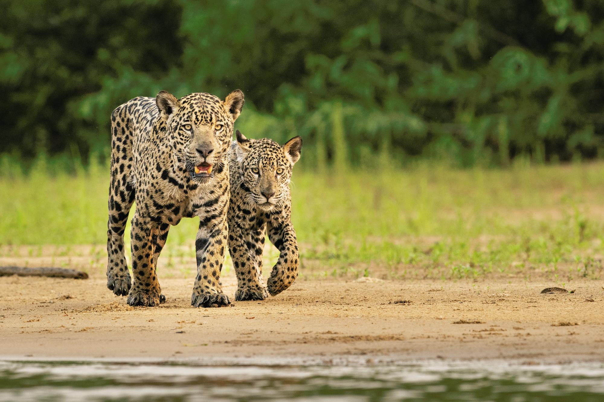 Two jaguars in Brazil
