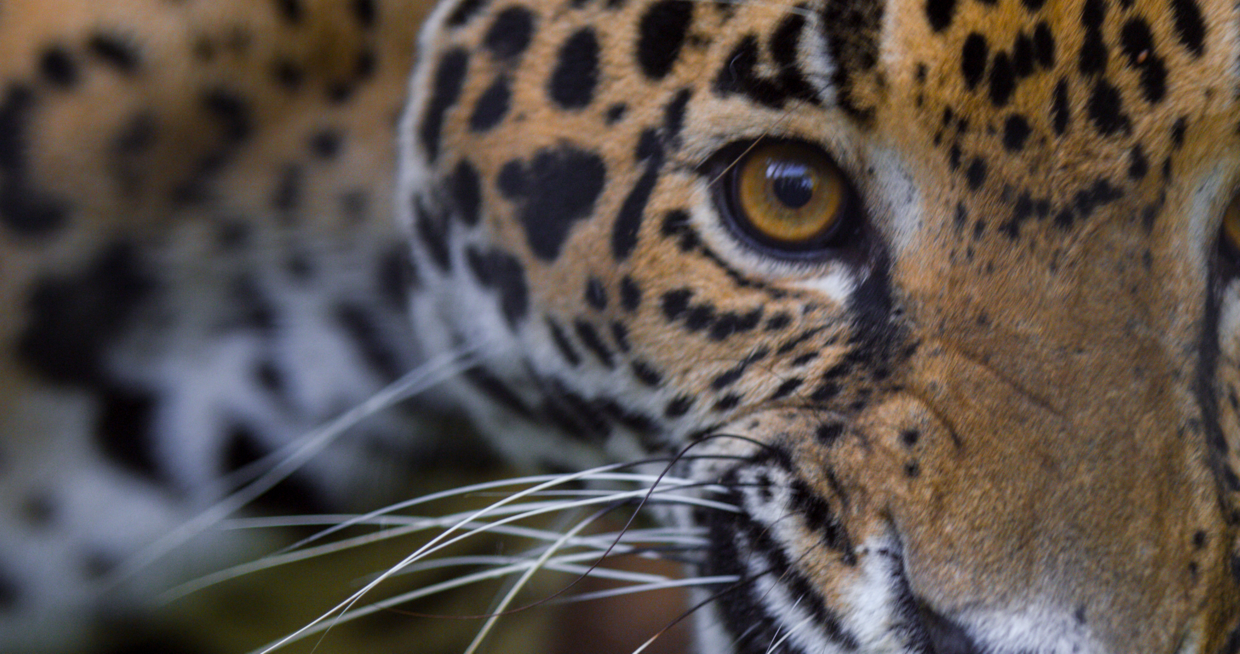 Conserving the Maya Forest Corridor | Panthera