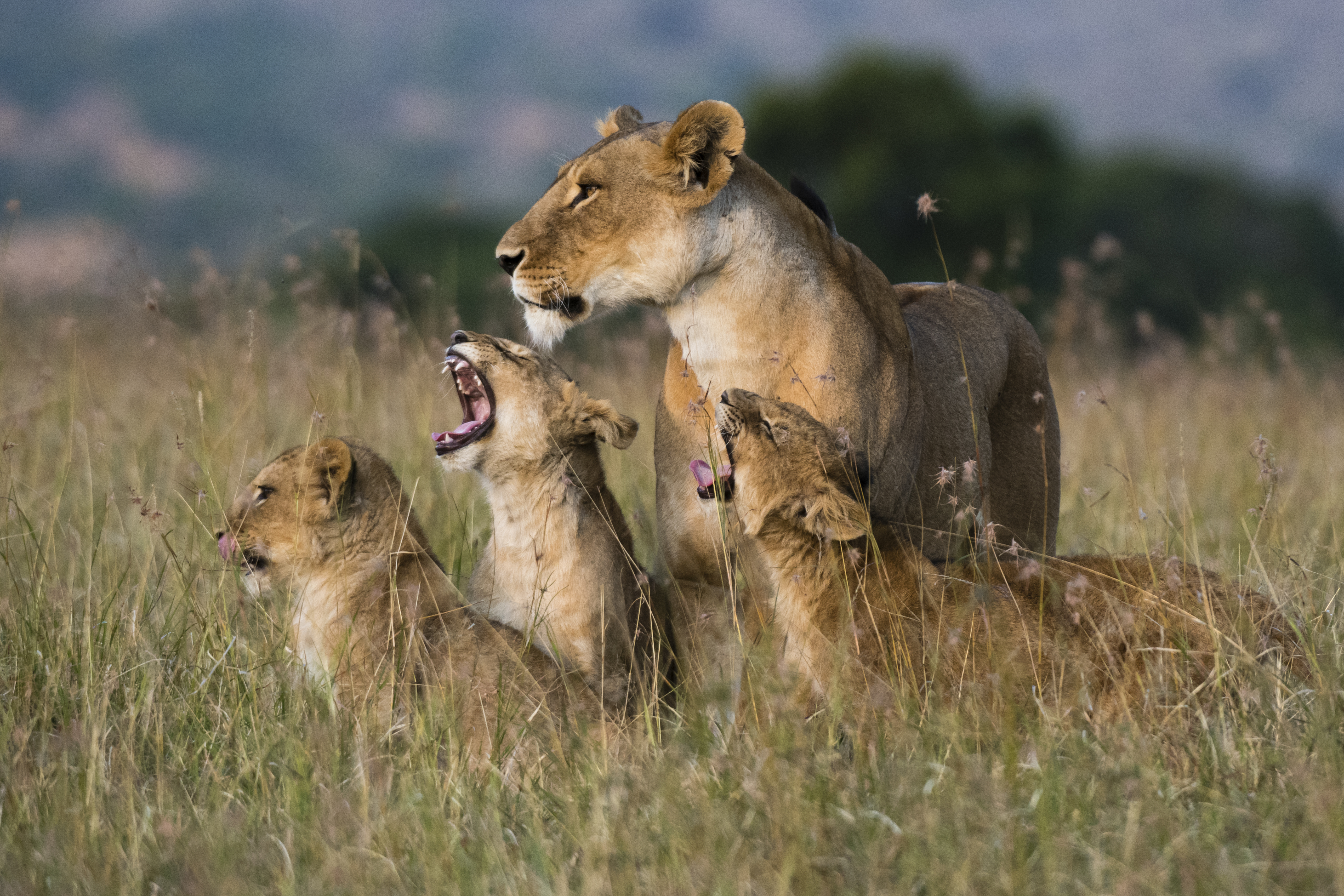 "A lioness, Panthera leo, greeted by the her cubs upon her return, Masai Mara, Kenya."