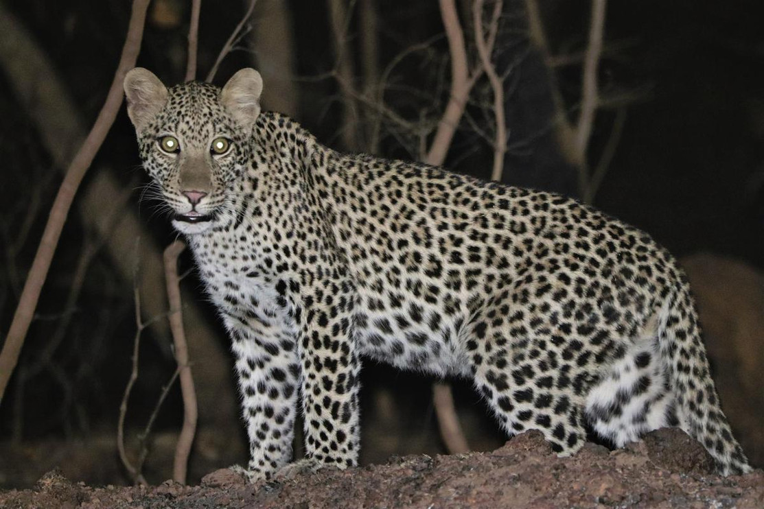 A young female leopard in Senegal