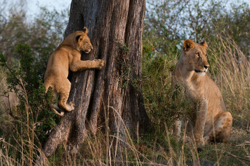 Female lion and cub in Kenya