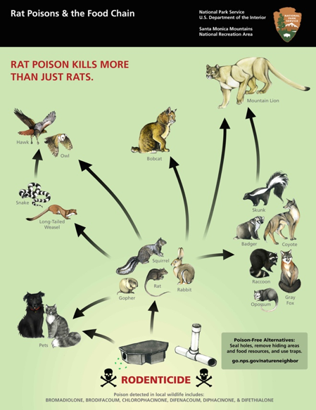 Where do Rats go to Die? – Rat Poison Facts