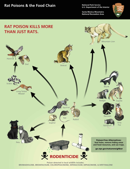 The Surprising Effects of Rat Poison in Bobcats | Panthera