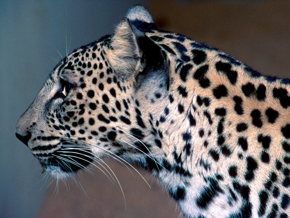 "Arabian Leopard"