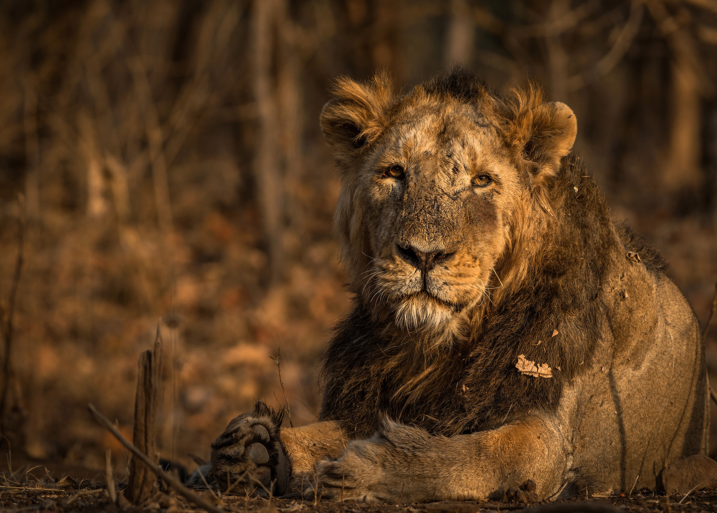 "Lion laying down"