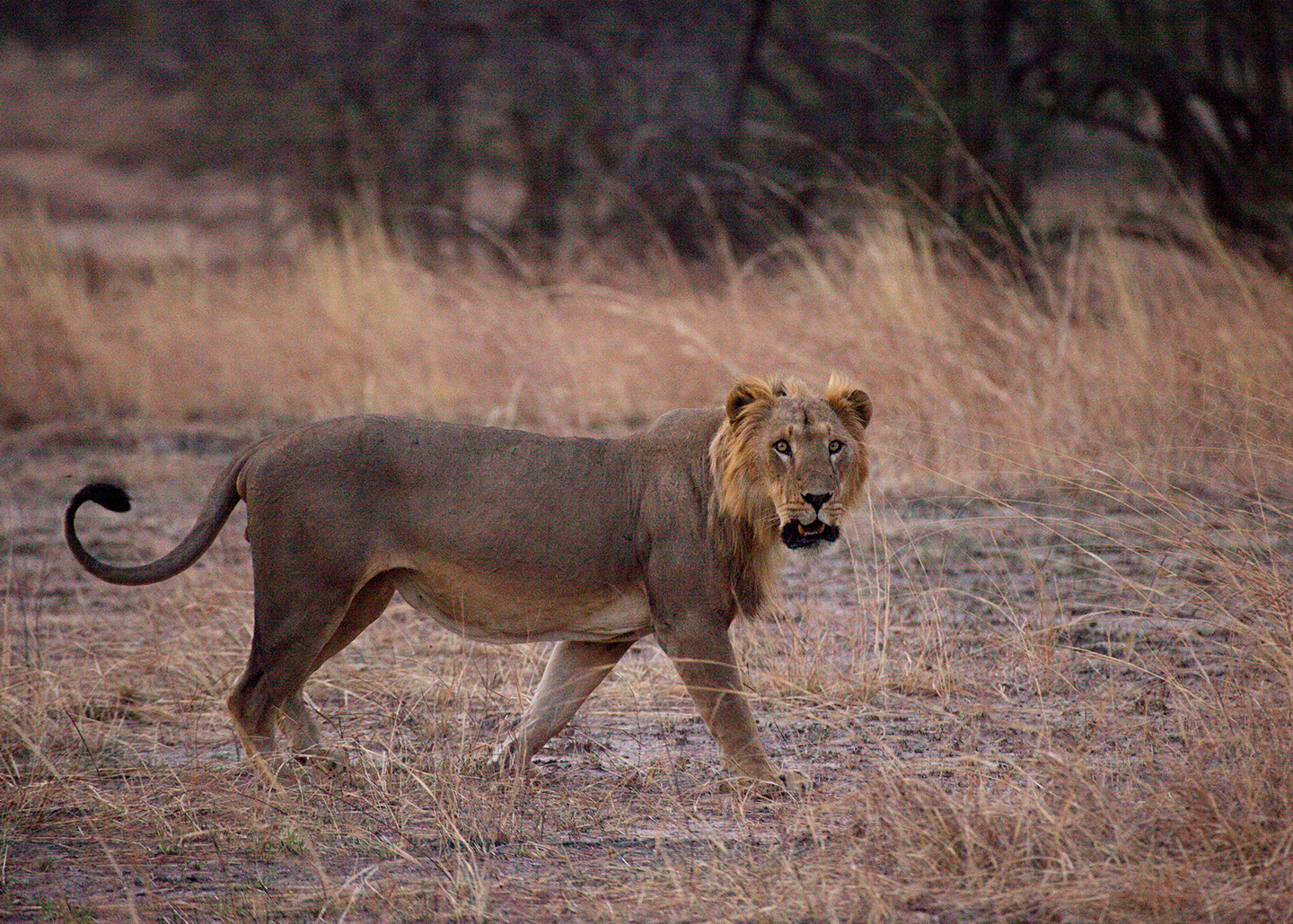 "Lion walking in the bush"