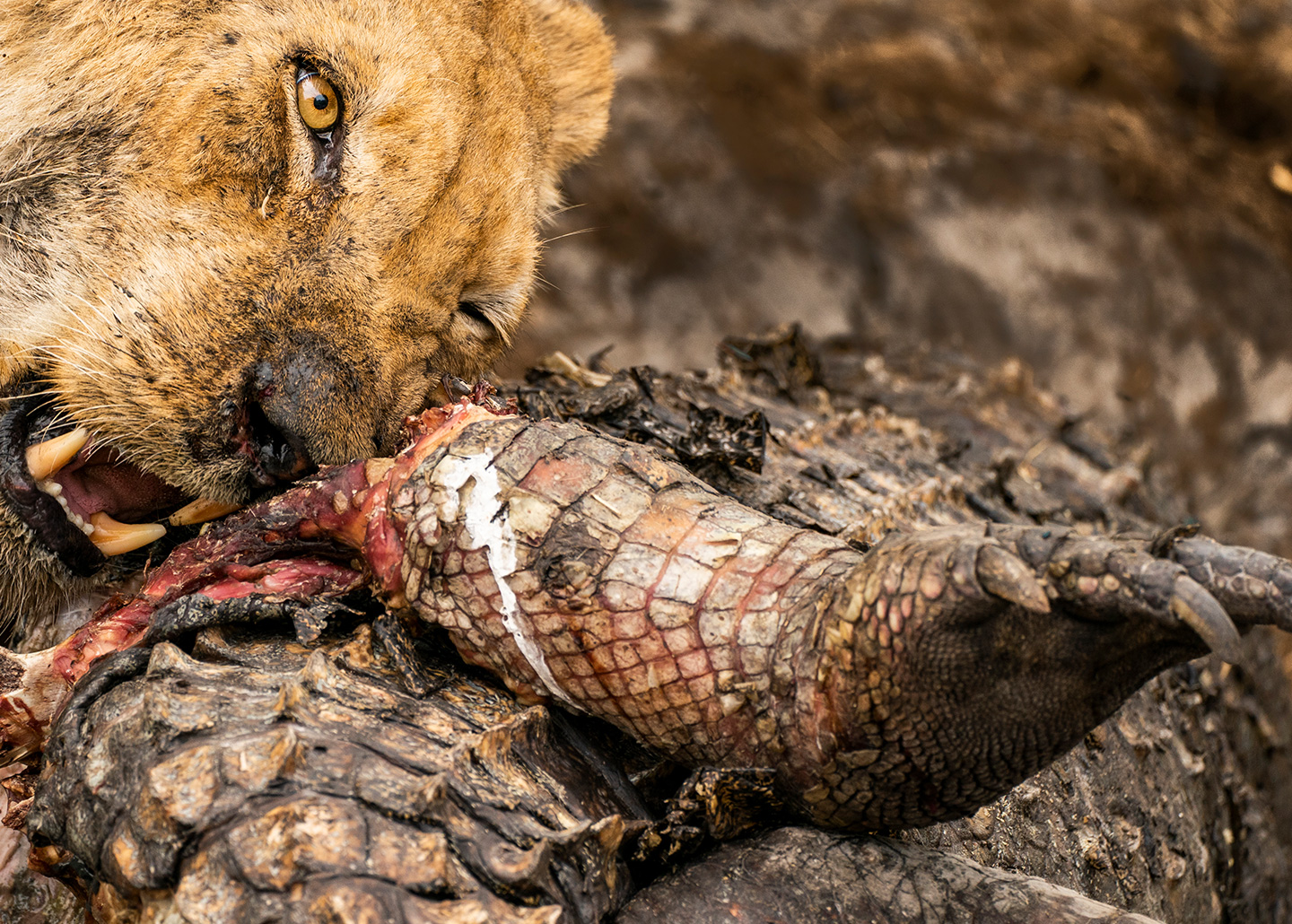 "Lion chewing on crocodile leg"