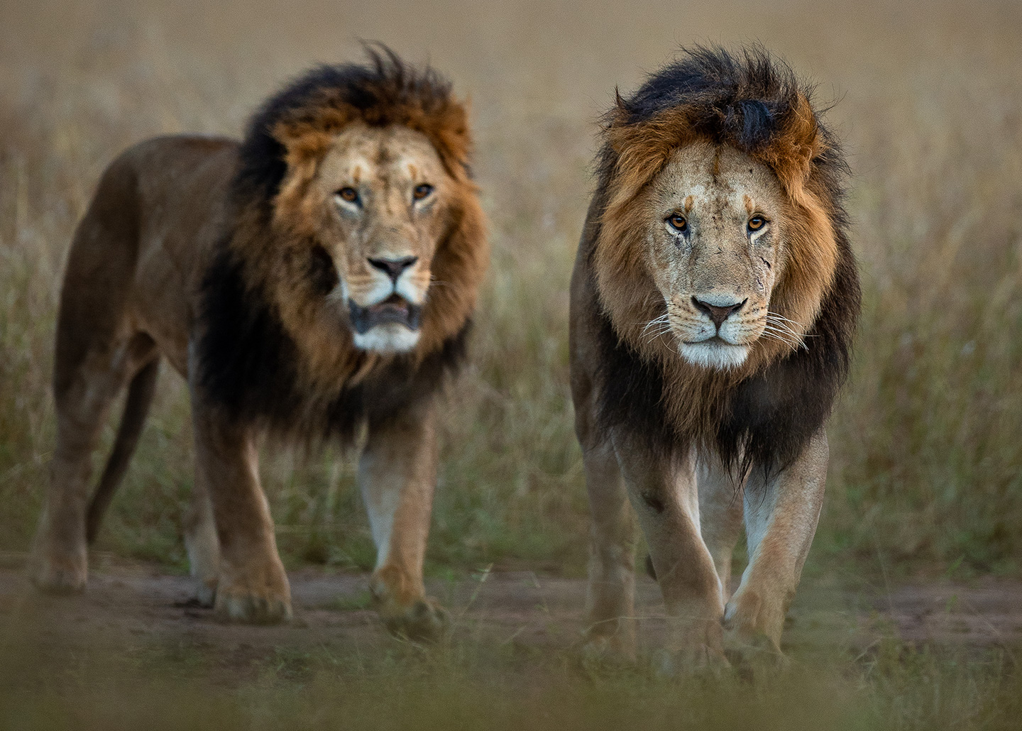 "Two male lions staring at camera"