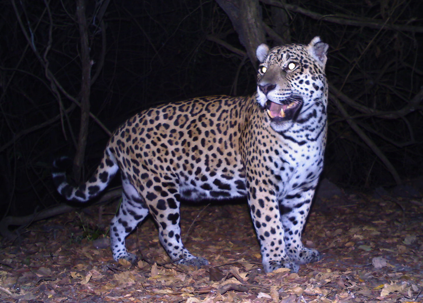 "Jaguar standing at night"