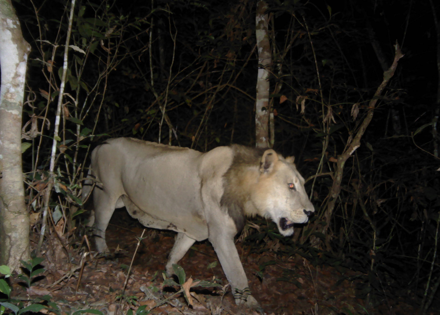 "Lion in the wild at night"