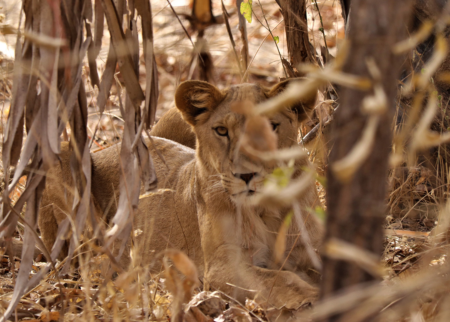 "Lioness hidden behind reeds"