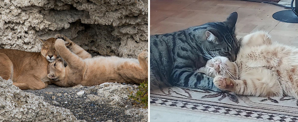 "Two cats being affectionate to one another"