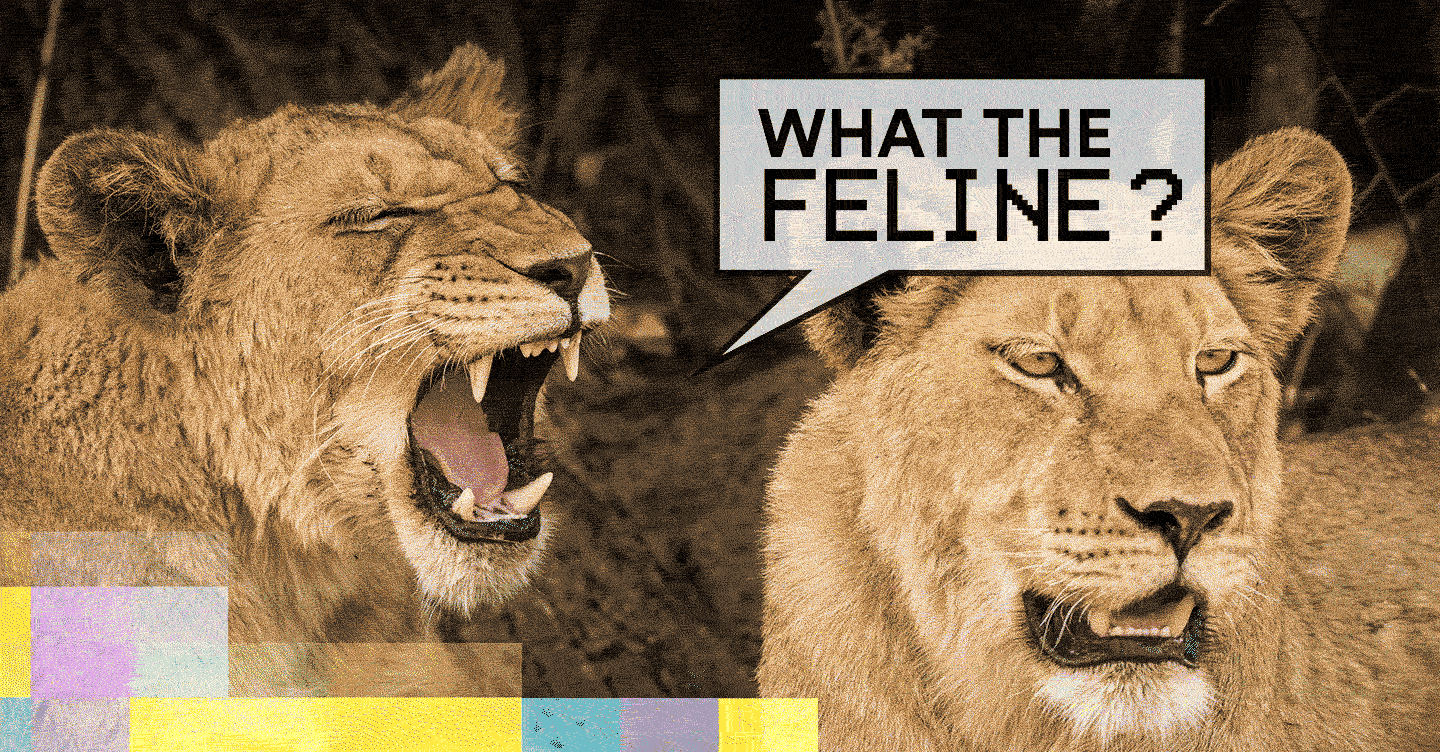Two lions — one with speech bubble saying What the Feline?
