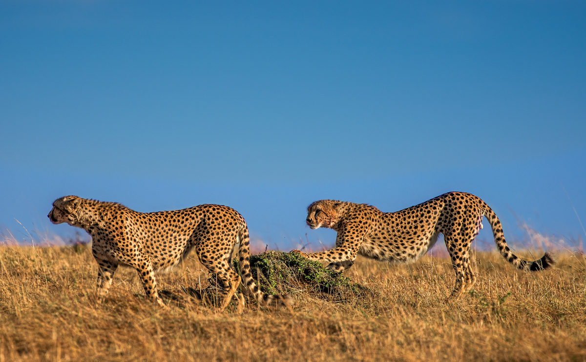 Two cheetahs stretching