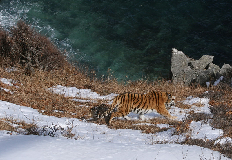 Tiger/Brown Bear Comparison as a Species