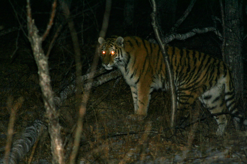 A Dance of Death: Tigers and Bears Battle in Northeast Asia | Panthera