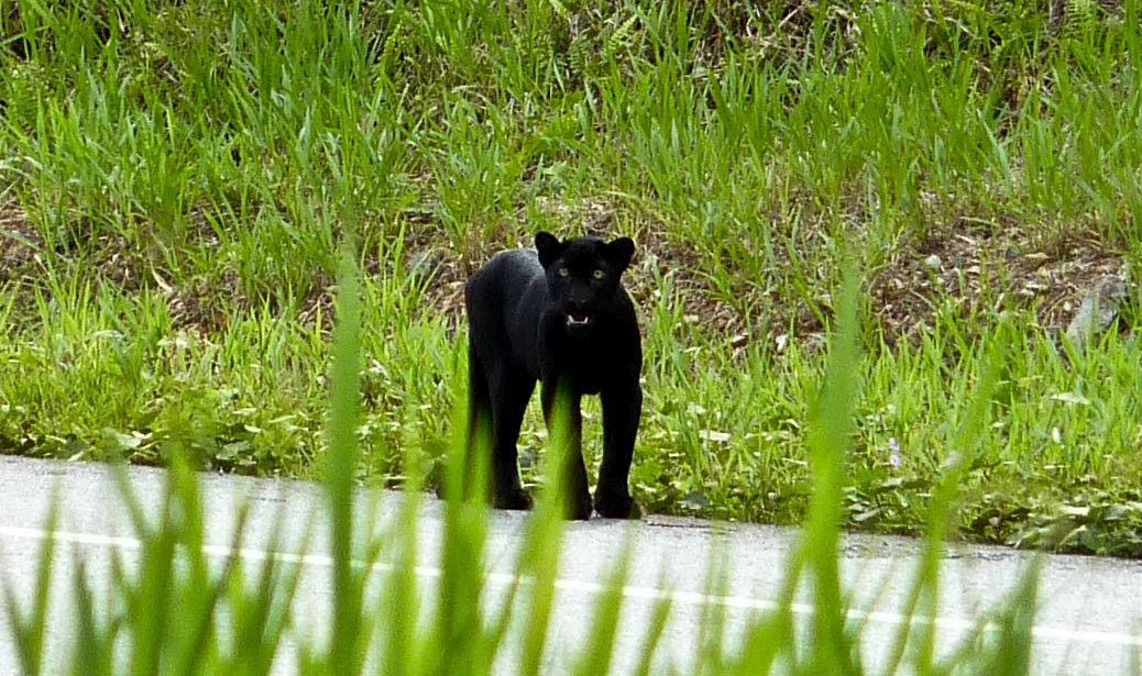 A "black panther" next to a road
