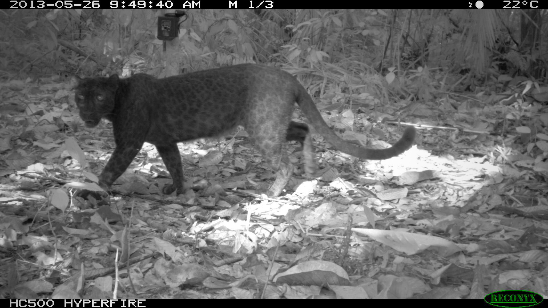 The why, what and where of the world's black leopards – Palm Oil