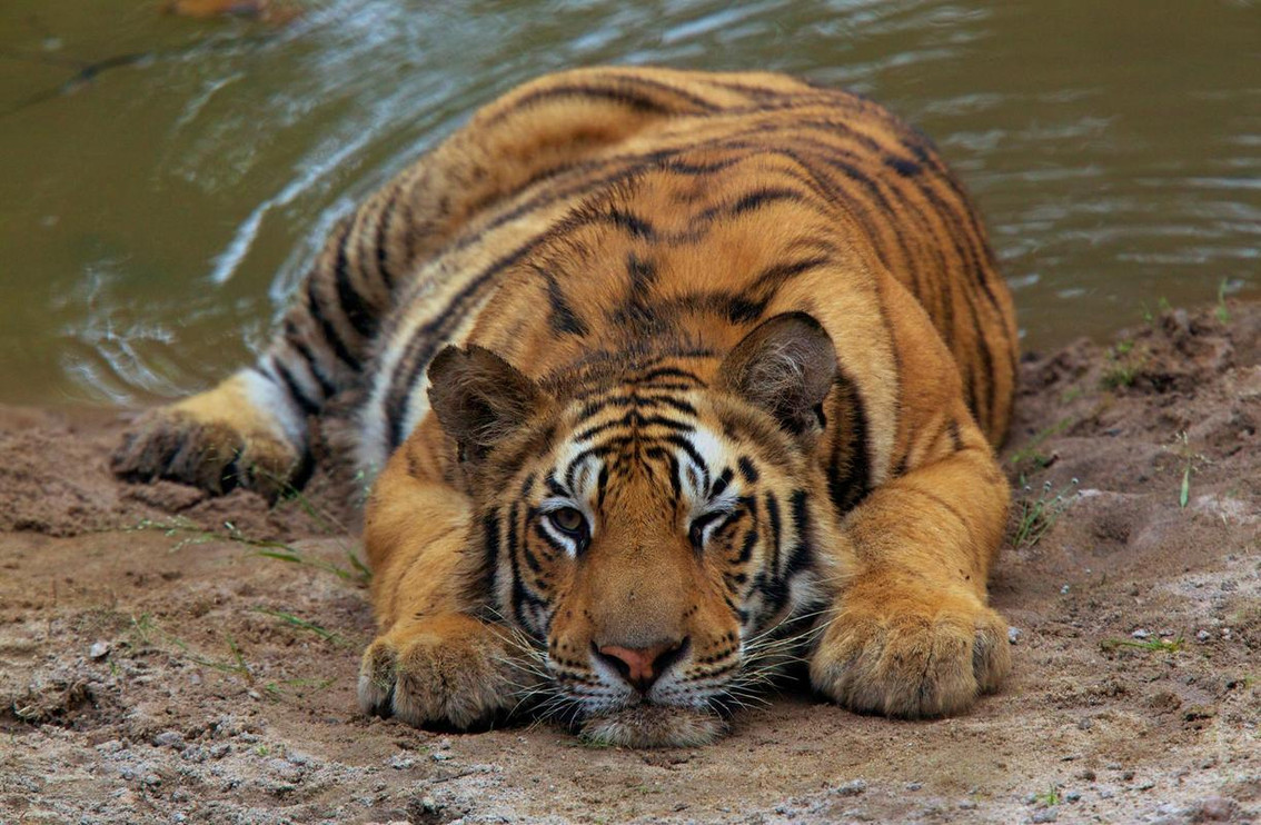 Tiger lying down 