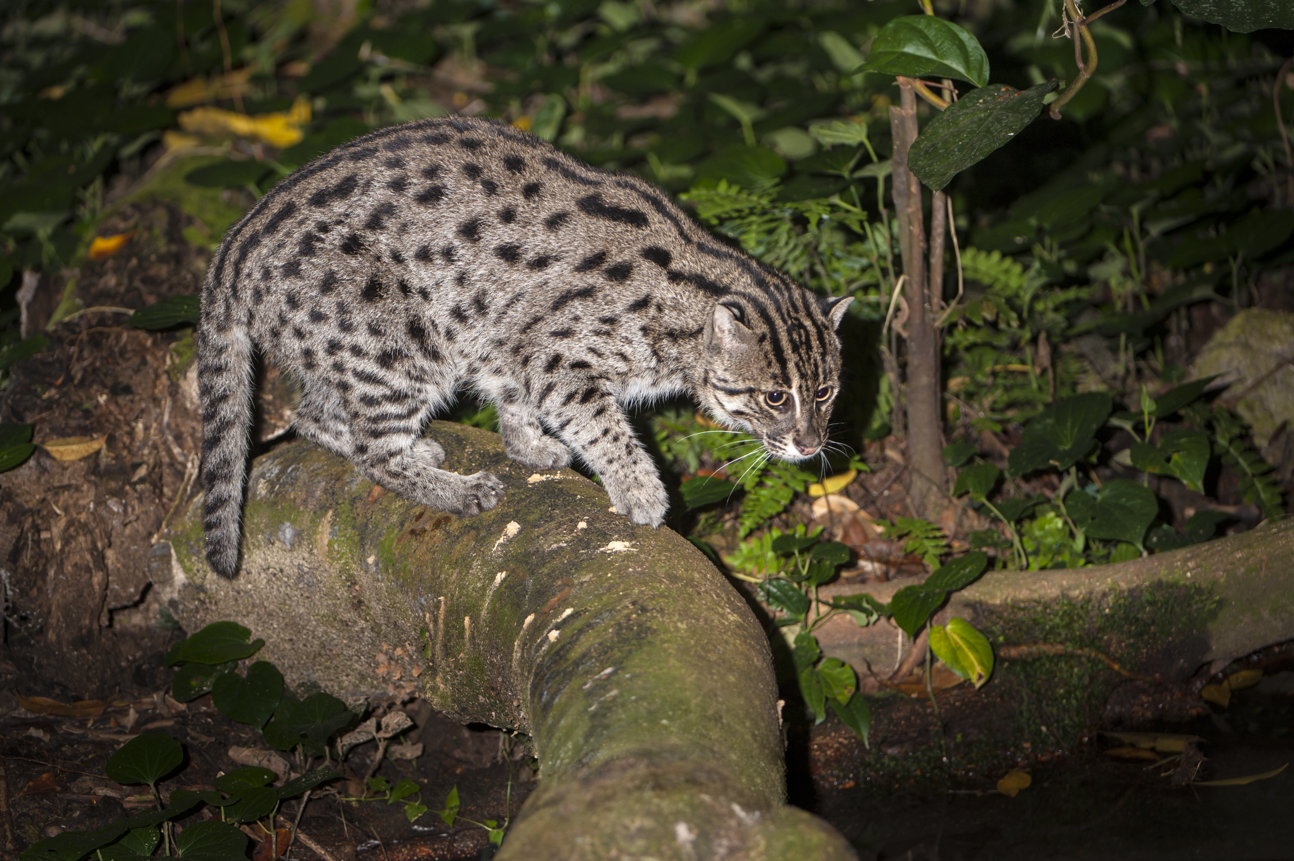 "Adult Fishing Cat hunting by water at night. From S.E. Asia. Photographed in captivity at Singapore Zoo."
