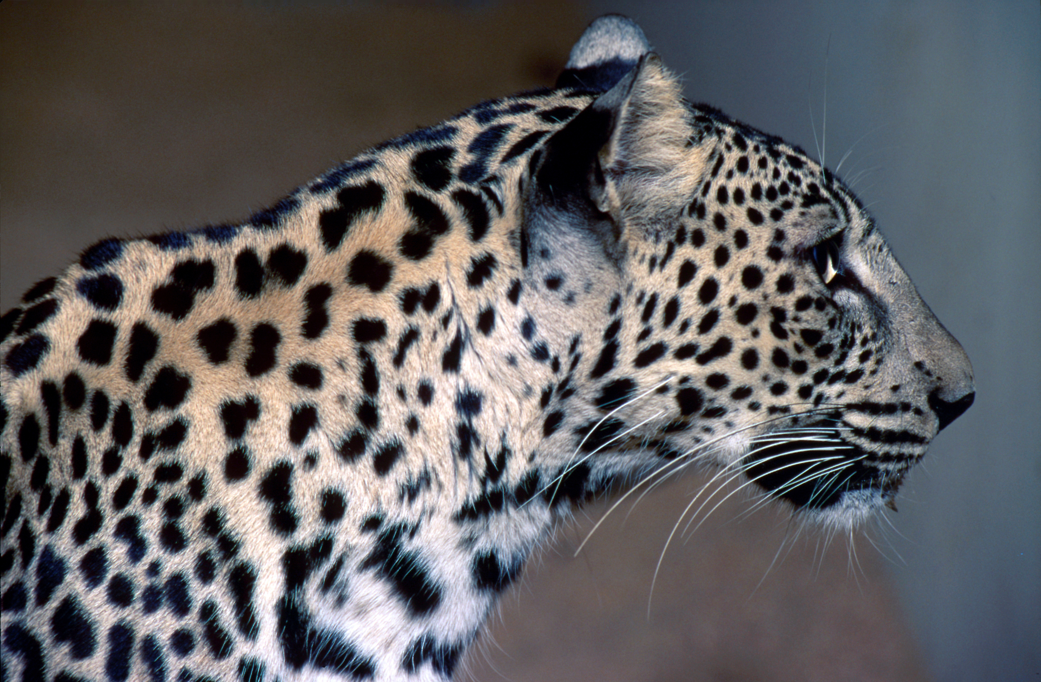 Side profile of leopard;