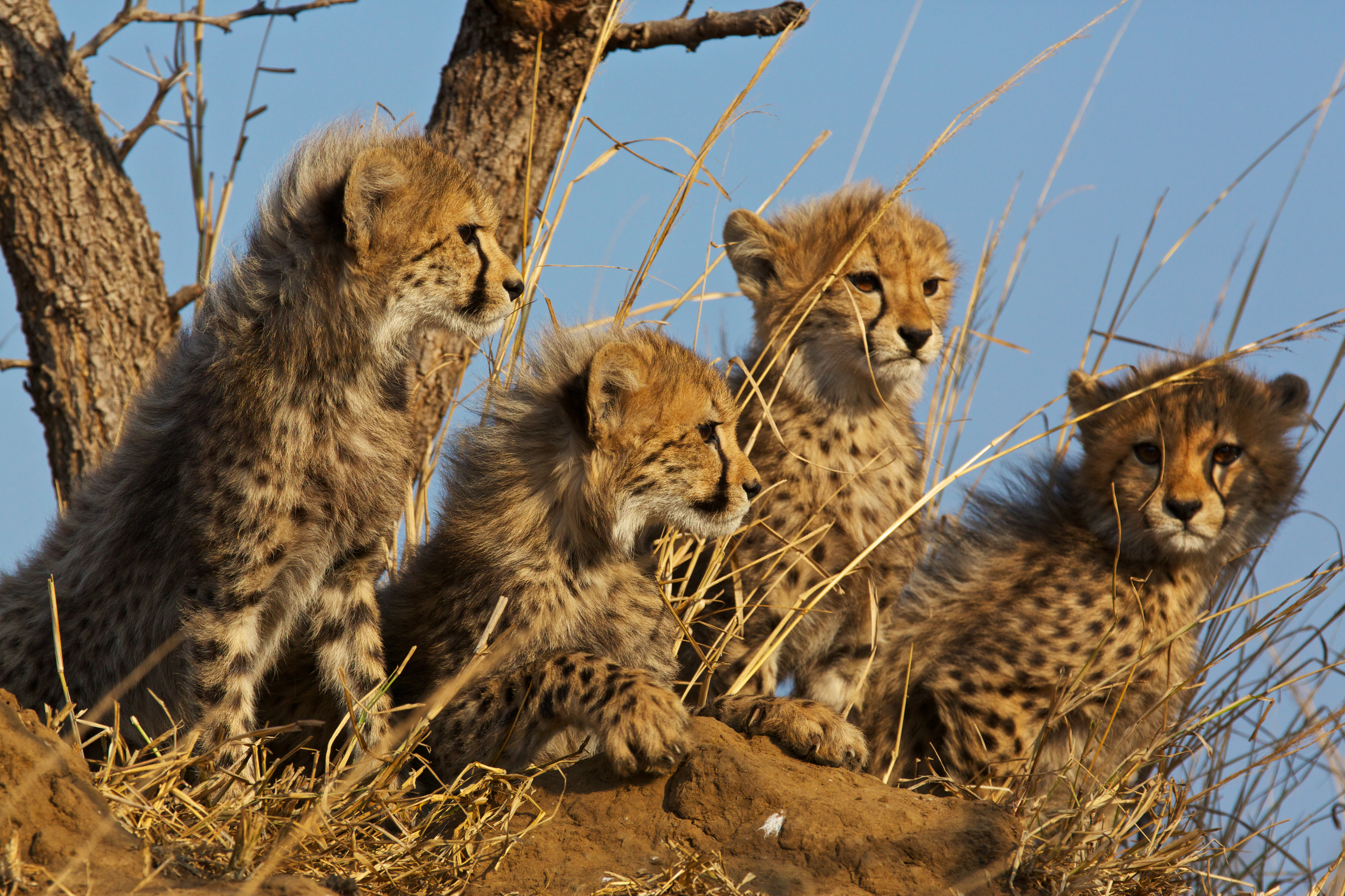"Cheetah cubs under tree"