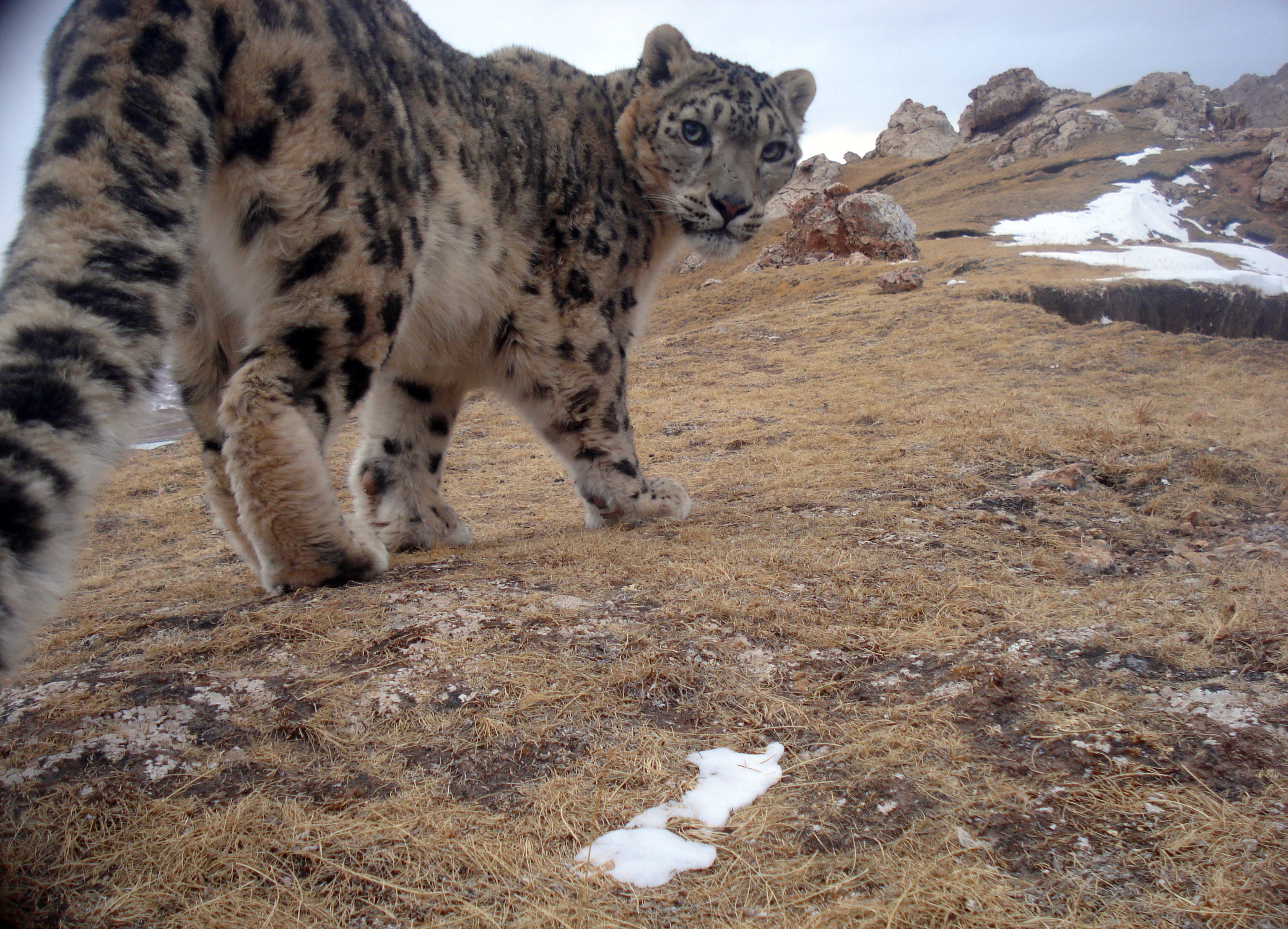 "Snow Leopard looking back at camera"