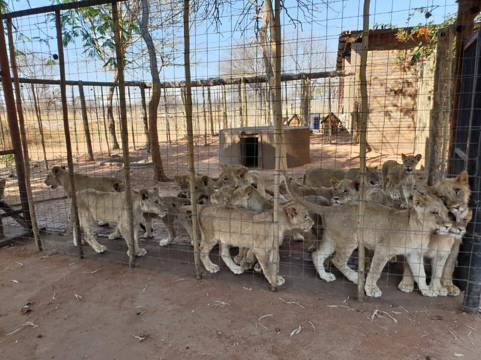 "Baby lion cubs in captive"