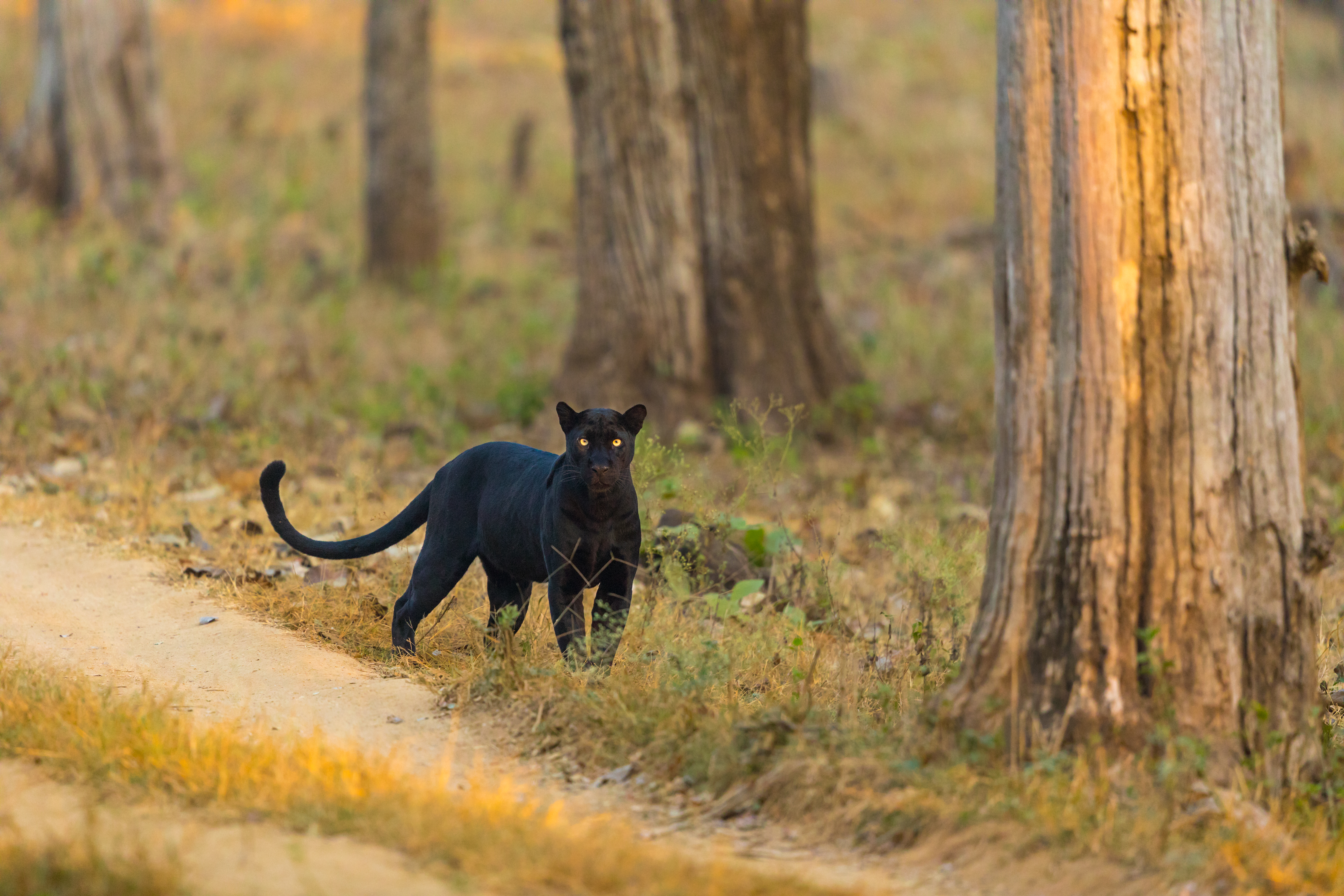 "Panther photographed looking at camera"