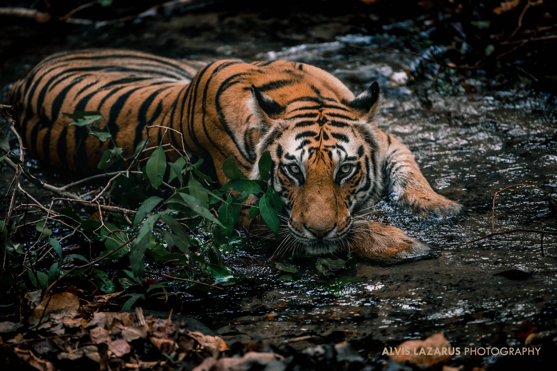 "Tiger by the river photographed looking into camera"
