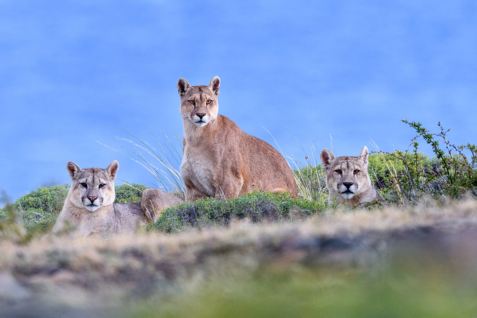 Female puma with near-adult cubs with the blue of a glacial lake behind.