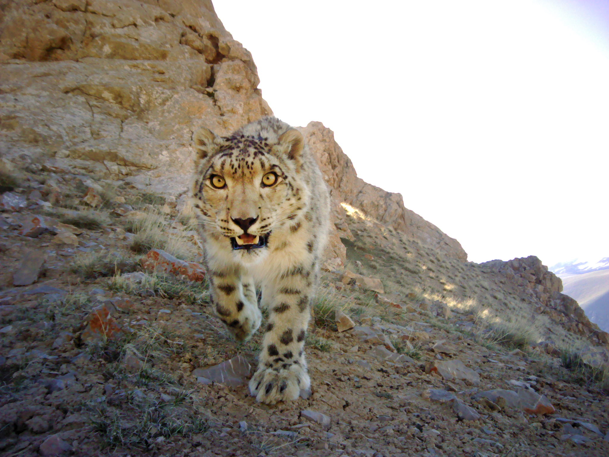 "Snow leopard approaching camera"