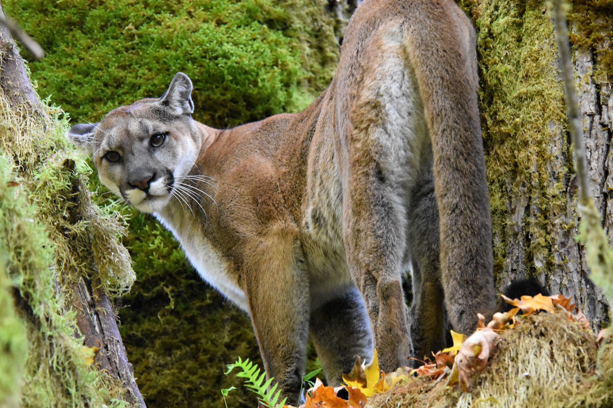 "Cougar looking back at photographer in the wild"