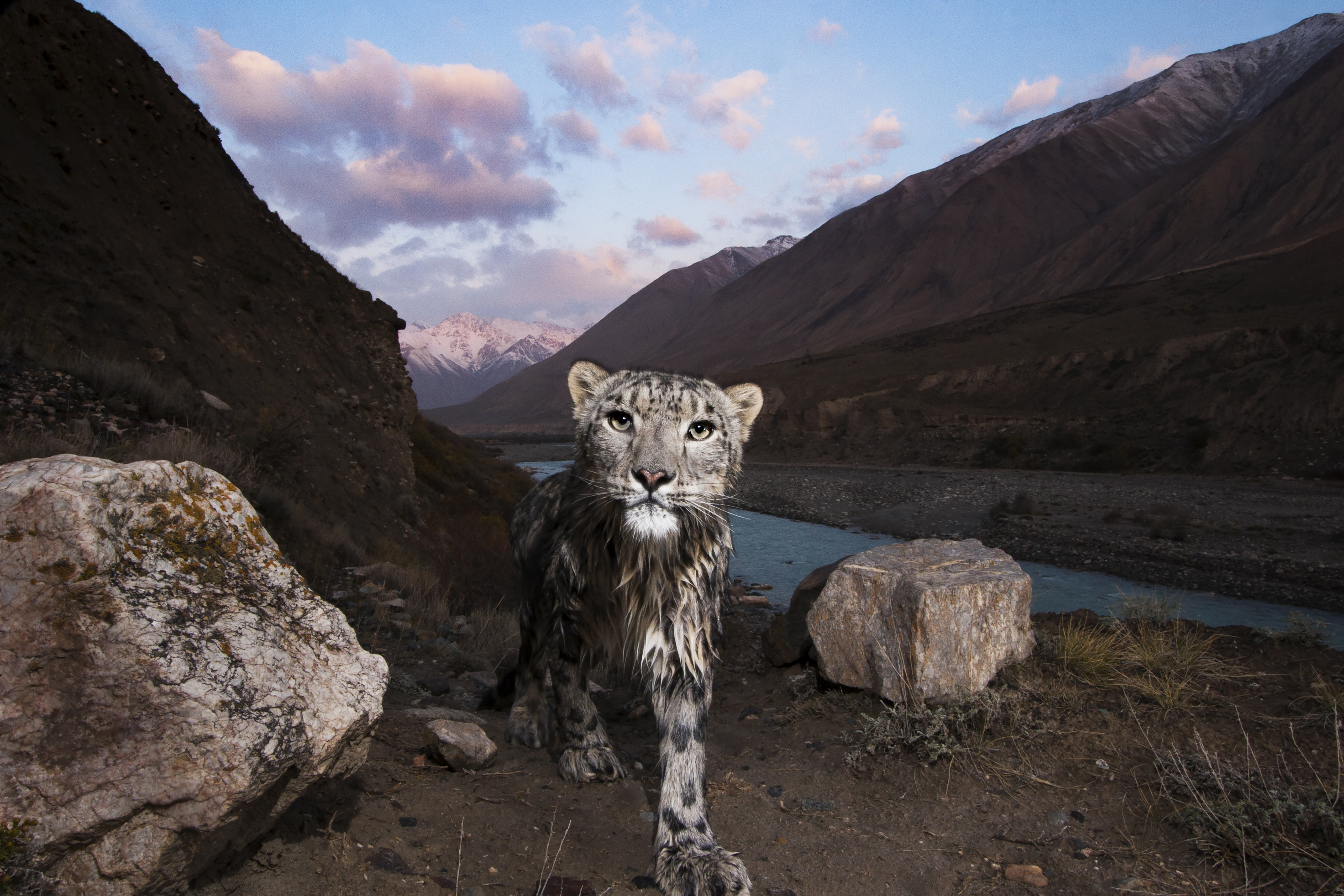 "Snow Leopard female, wet after having crossed river, in mountain valley, Uchkul River, Sarychat-Ertash Strict Nature Reserve, Tien Shan Mountains, eastern Kyrgyzstan"