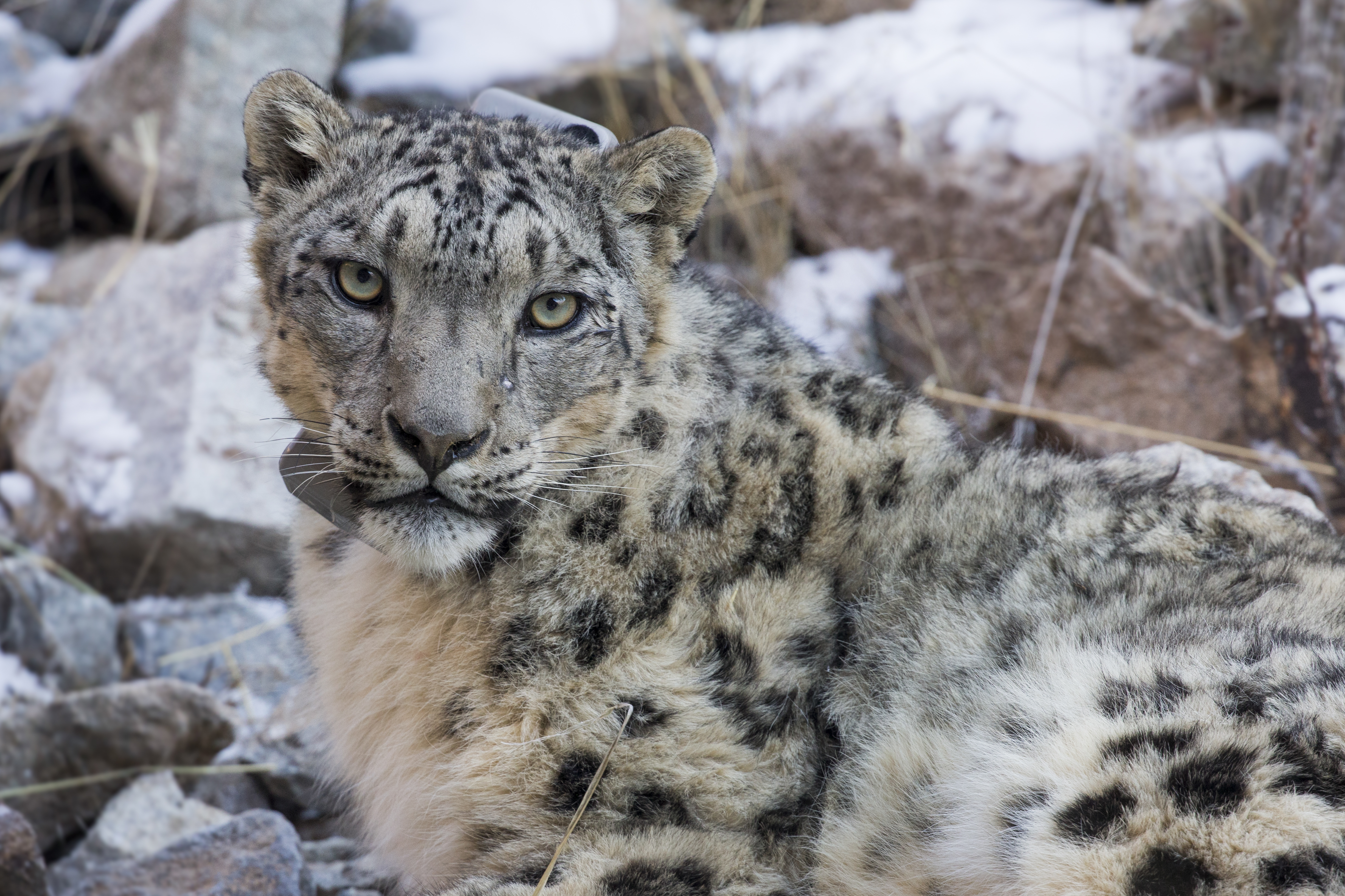 "Snow Leopard male with collar, Sarychat-Ertash Strict Nature Reserve, Tien Shan Mountains, eastern Kyrgyzstan"